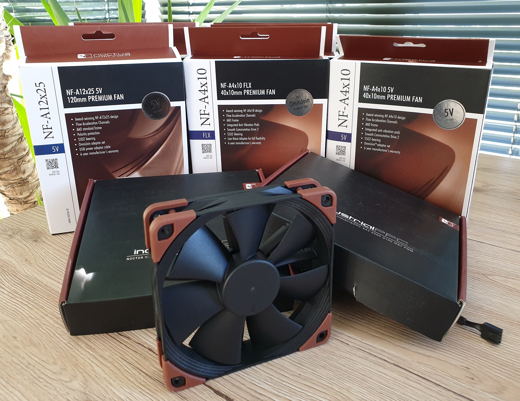 Noctua_1