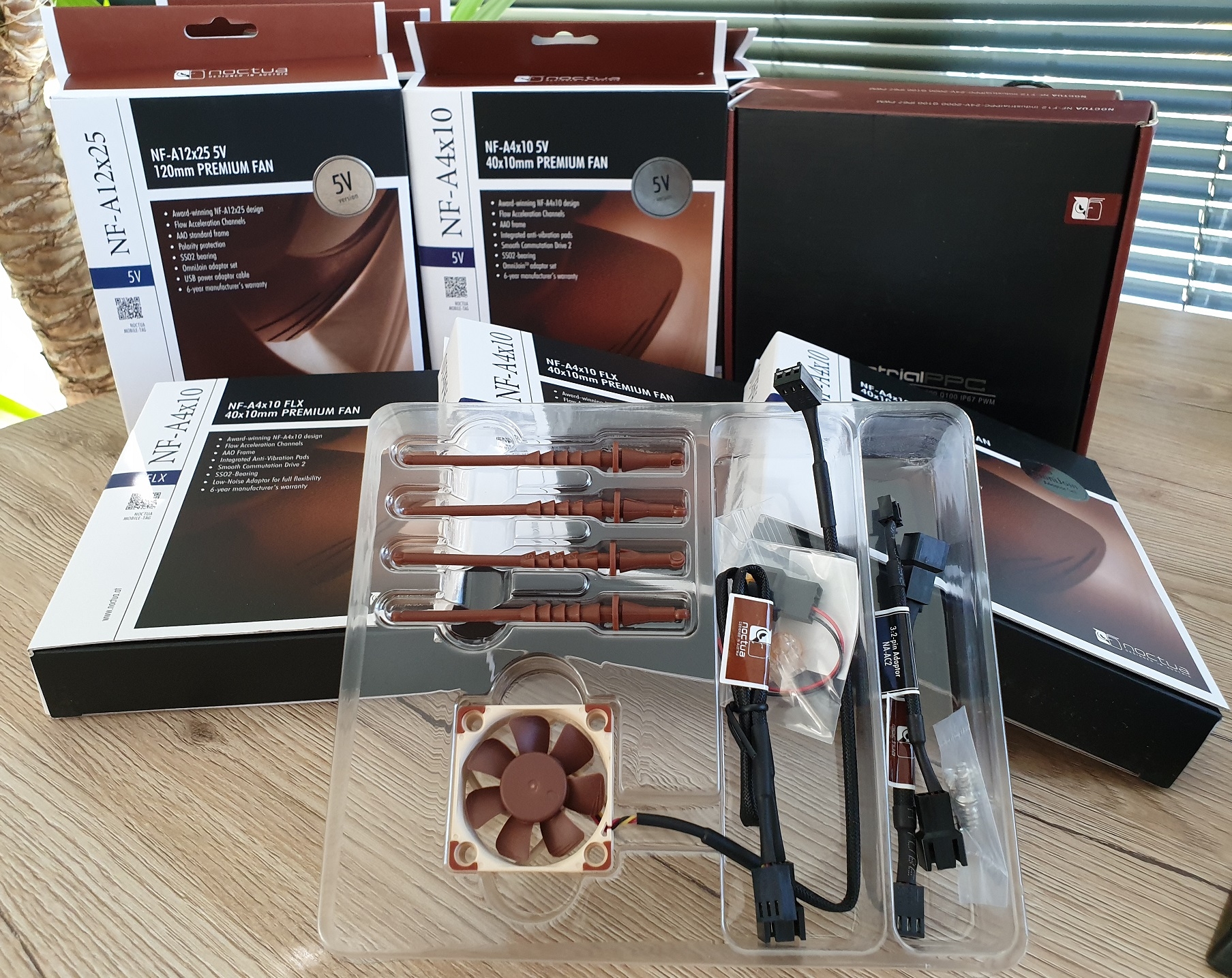 Noctua_3
